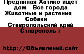 Преданная Хатико ищет дом - Все города Животные и растения » Собаки   . Ставропольский край,Ставрополь г.
